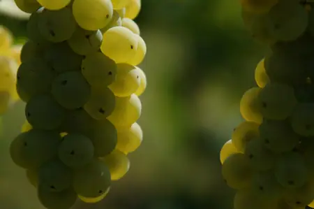 Vinařství Sluníčko — fotografie 5